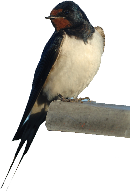 Bird Nest Barn Swallow Barn Owl - Swallow Bird (545x792)