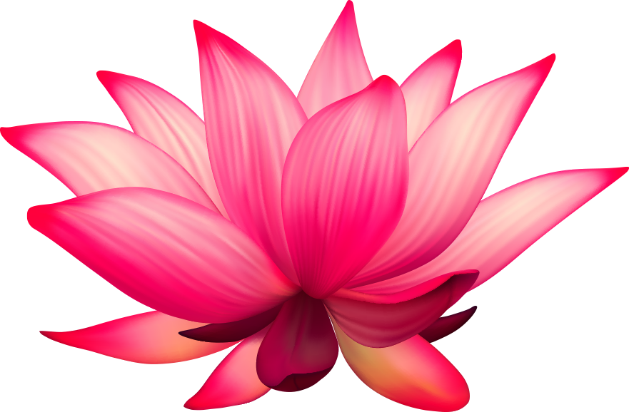 Nelumbo Nucifera Flower Stock Photography - Lotus Vectors (881x578)