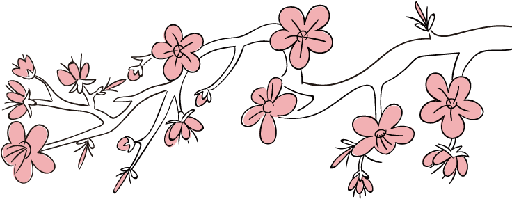 Japan Cherry Blossom - Cherry Blossom (800x842)
