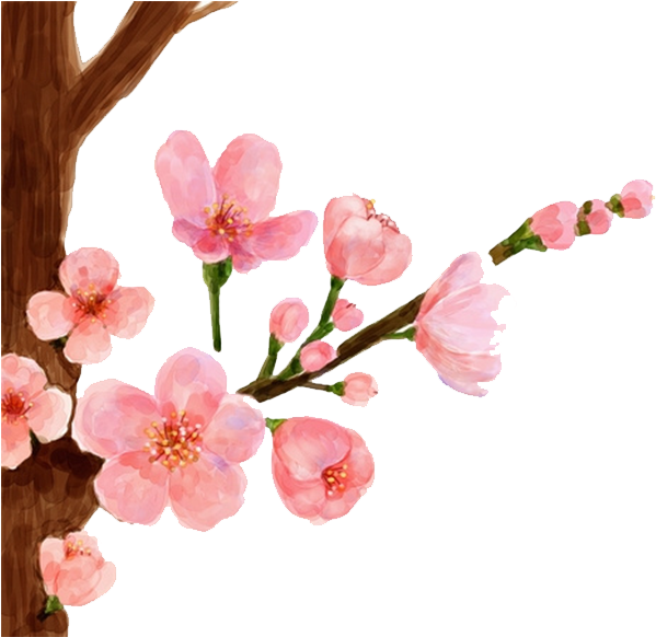 Drawn Cherry Blossom Petal - Peach Blossom Drawing (658x658)