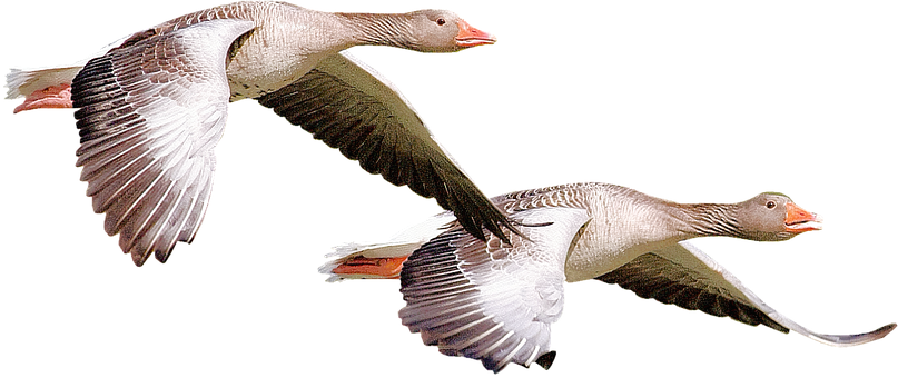Isolated, Wild Duck, Bird, Nature - Wildente Png (807x340)