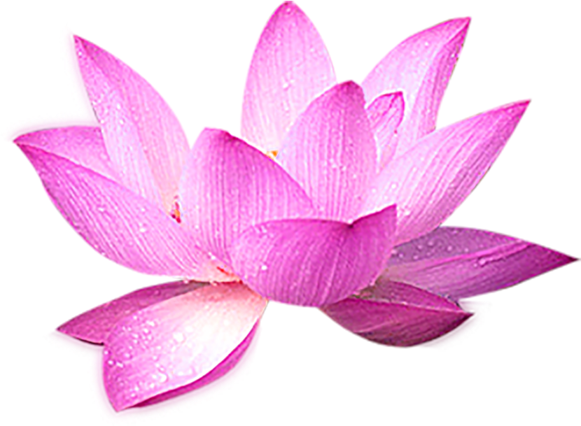 Nelumbo Nucifera Computer File - Sacred Lotus (1091x800)