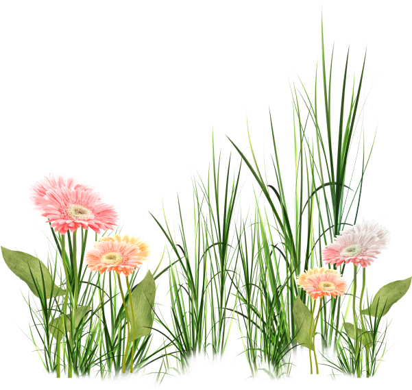 Tubes Fiori In Png Bellissimi - Grass Effects Hd Background (600x577)