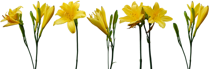 Border Flowers Yellow Desktop Wallpaper - Day Lilies Png (900x325)