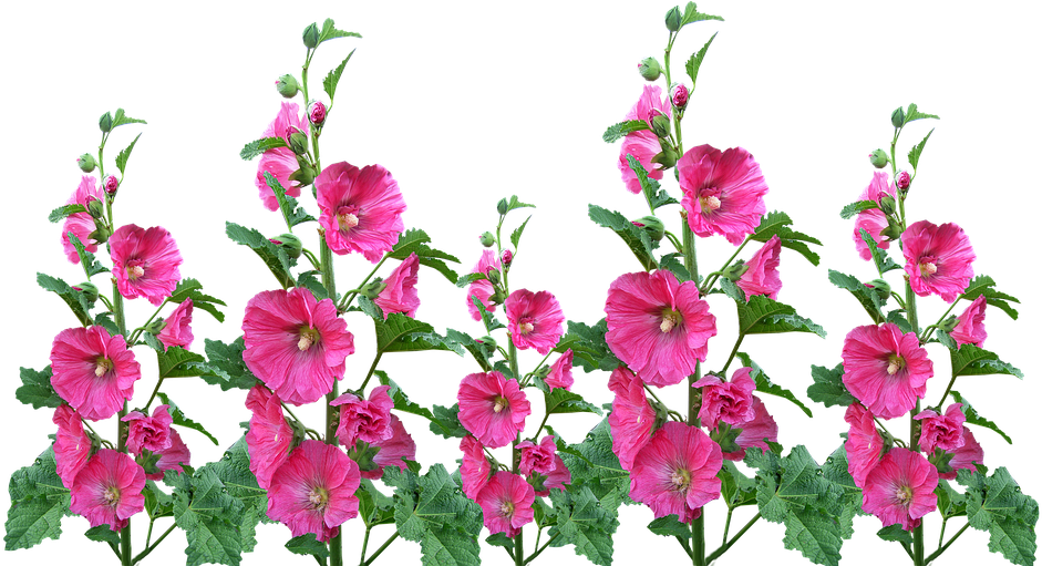 Hollyhocks, Flowers, Garden, Blooming, Cut Out - Jardin De Flores Png (960x510)