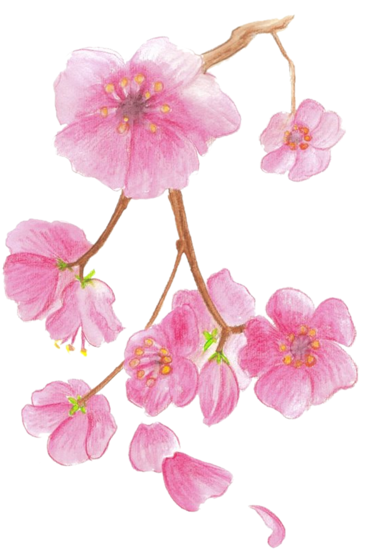 Com For Your Desktop - Cherry Blossom Colored Pencil (800x1190)