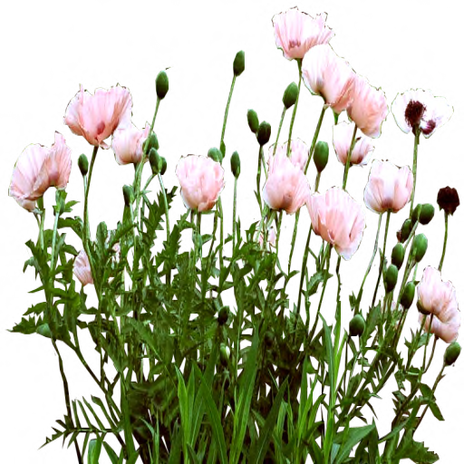 Pink Poppy Bed By Lilipilyspirit - Flores Png Para Photoshop (512x512)