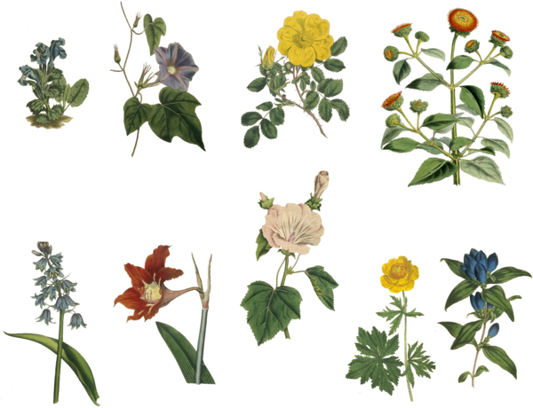 Vintage Flowers Set 4 Png By Chaseandlinda - Vintage Plants Png (600x471)