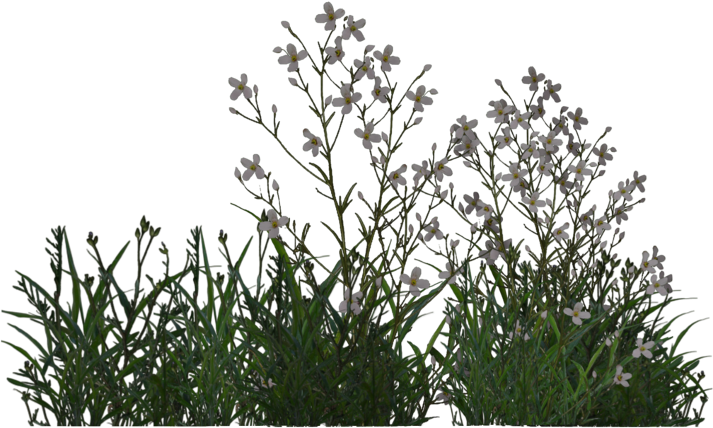 Plants And Vegetation Shrub Tree - Vegetation Png (1024x639)