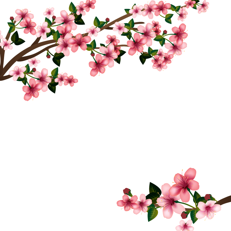 Cherry Blossom Euclidean Vector - Flowers Png (800x800)