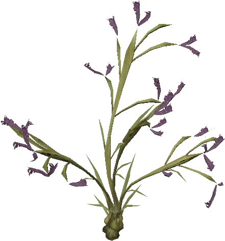 Desert Flower - Plants Png Desert Flower (512x512)