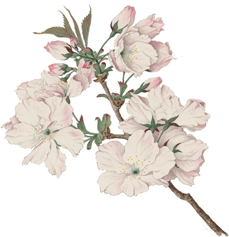 Bitterness 0 Ibus - Montmorency Cherry Blossom (772x800)