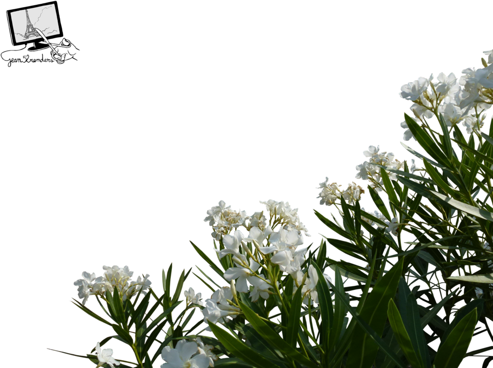 Fleurs Blanches Png By Jean52 - Fleurs Blanches Png (1024x768)