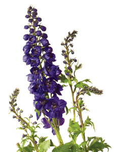 Larkspur Delphinium - Delphinium Meaning (400x300)