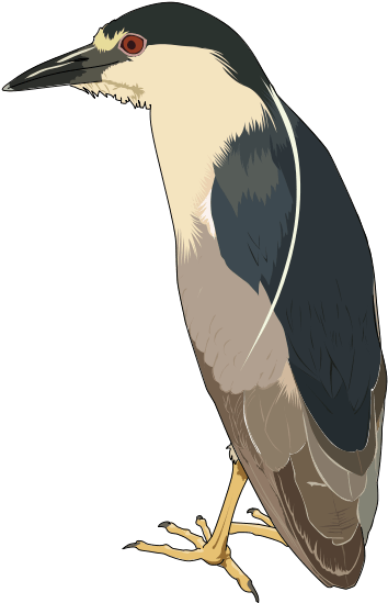 Free Black Crowned Night Heron Clip Art - Custom Black Crowned Night Heron Shower Curtain (472x648)