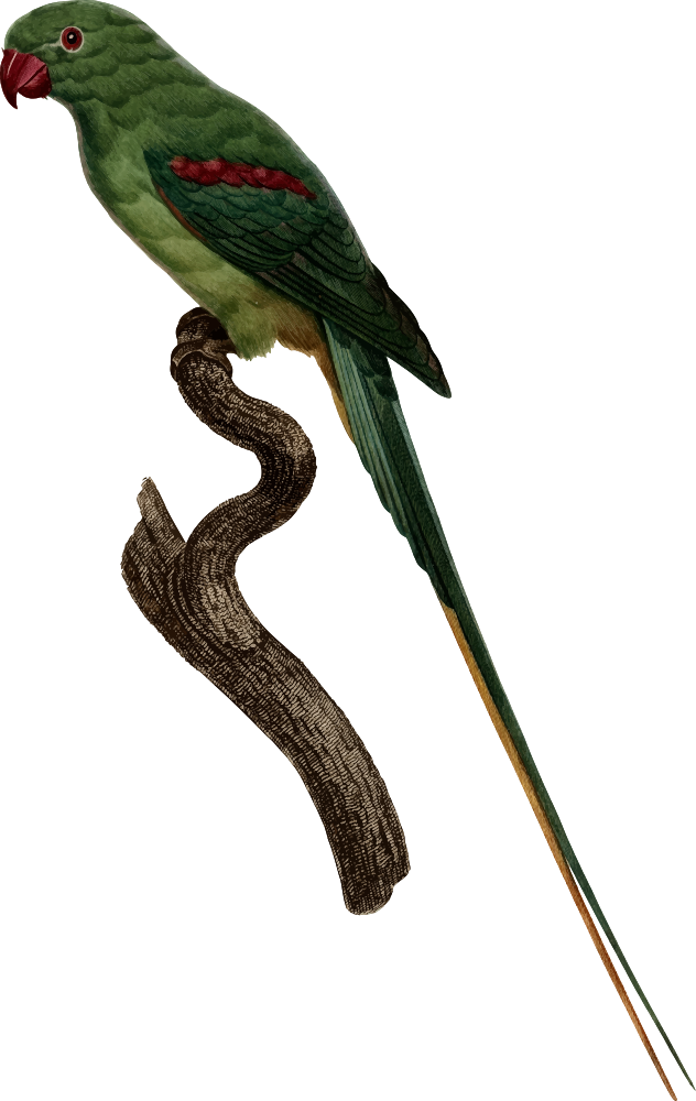 Clip Art Details - Parrot (632x1000)