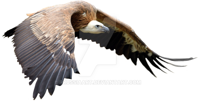 Flight Of Golden Eagle - Can Yücel In Güzel Sözleri (899x695)