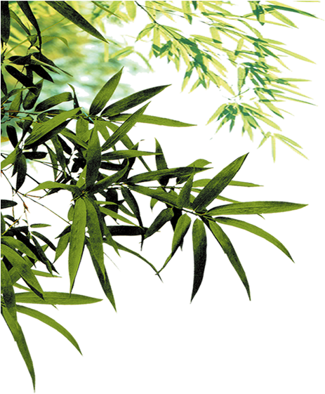 Chinese Cuisine Mooncake M - Leaves Png Hd (702x613)