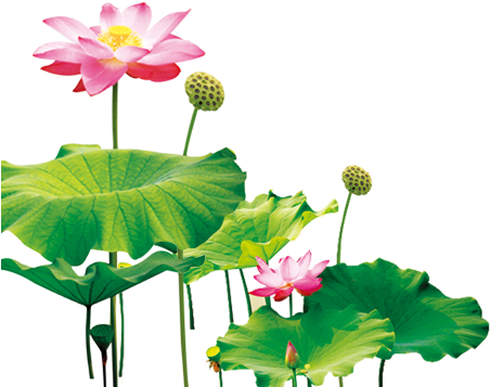 Nelumbo Nucifera Pygmy Water-lily M - 图片 (500x500)
