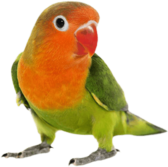 Gambar Burung Love Bird - Love Bird Png Hd (450x350)