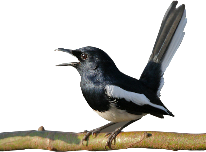 Gambar Burung Kacer - Oriental Magpie Robin (681x600)
