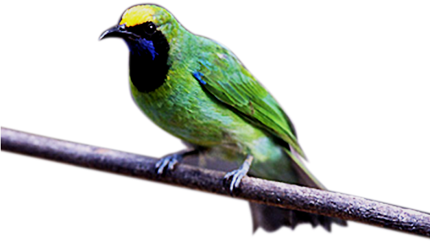 Download Suara Burung Cucak Ijo Kepala Kuning Ini Dibuat - Green Jay (626x490)