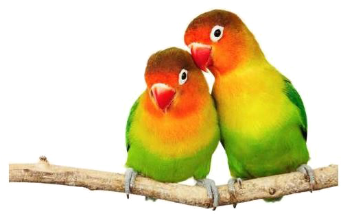 Love Birds Png Transparent Image - Love Birds Png Hd (600x450)