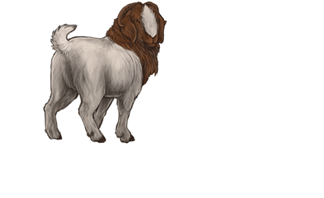 Oh Look Here, A Lost Goat Was Separated From The Herd - Burro (640x385)