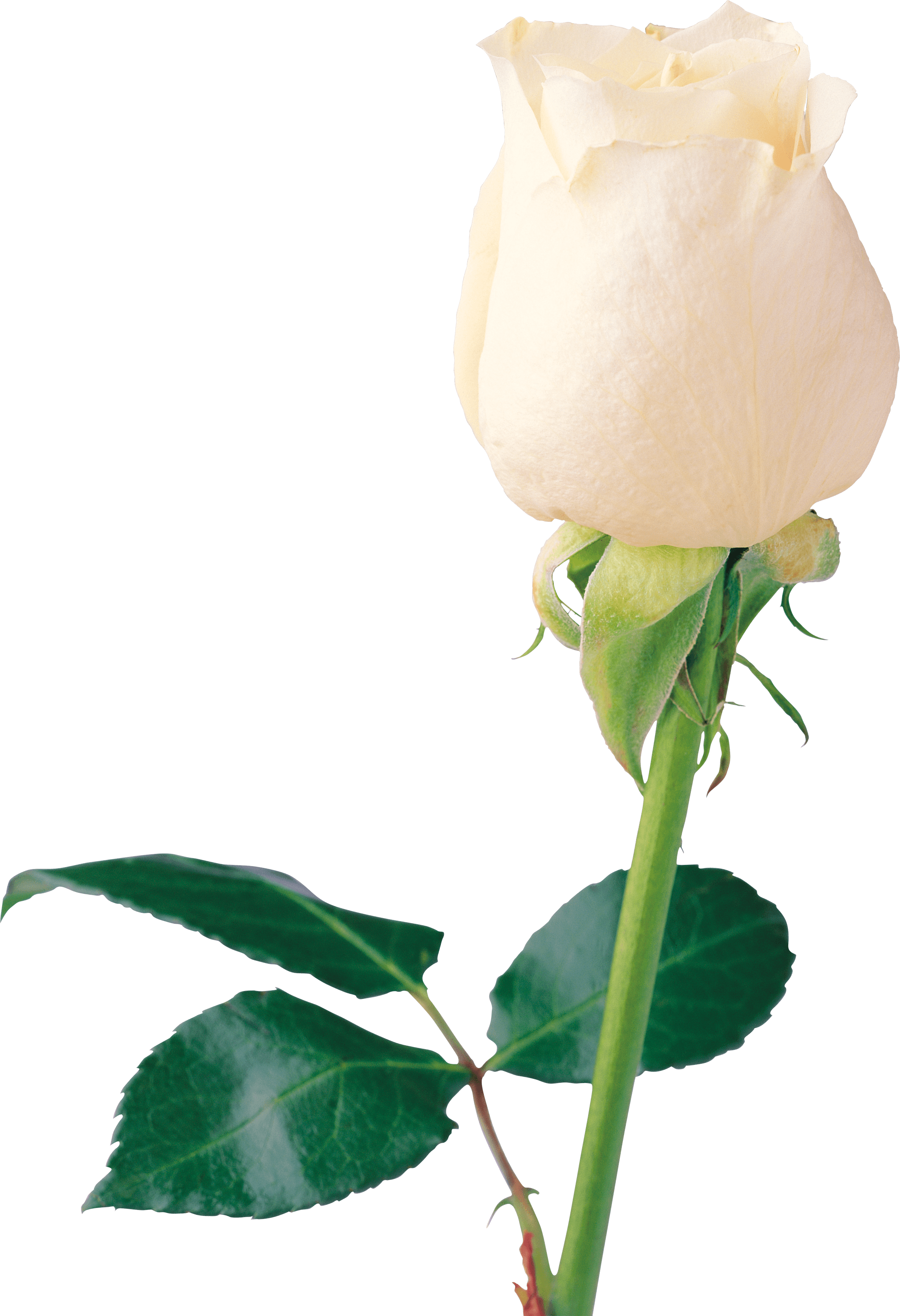 Dead Rising Clipart Rose - White Rose Page (2384x3486)