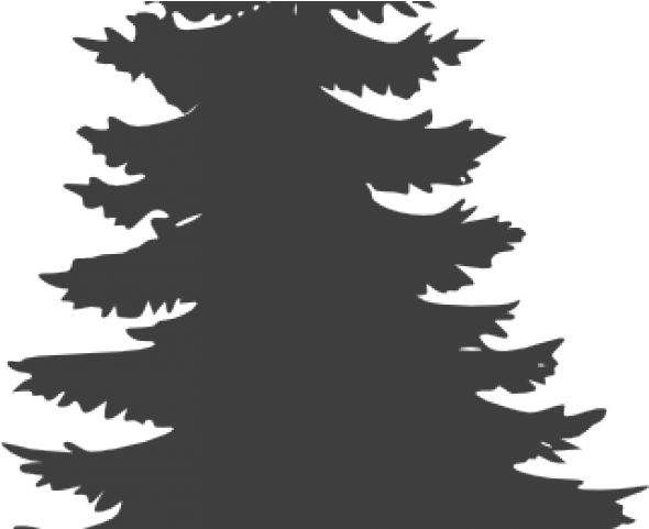 Pine Tree Clipart Free Clipart On Dumielauxepices Net - Pine Tree Clip Art (640x480)