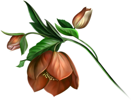 Yolanda 6 - Berry (500x347)