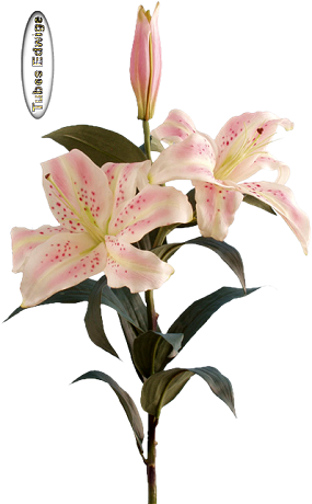 Hebergeur De Site - Stargazer Lily (285x460)