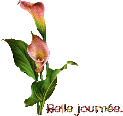 Honesty De Maidirefrafica - Arum Lilies (413x400)