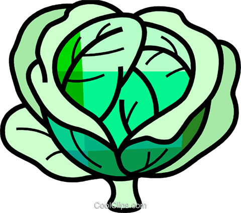 Cabbage - Cabbage Easy Draw (480x424)