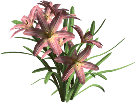 Hebergeur D'image - Lily (500x388)