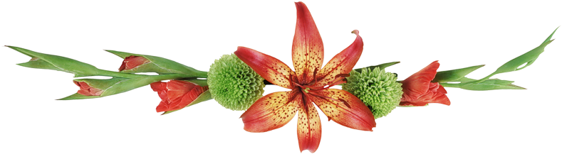 Barrougevertel - Blackberry Lily (800x264)