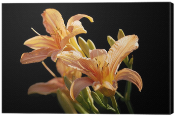 Daylily (400x400)