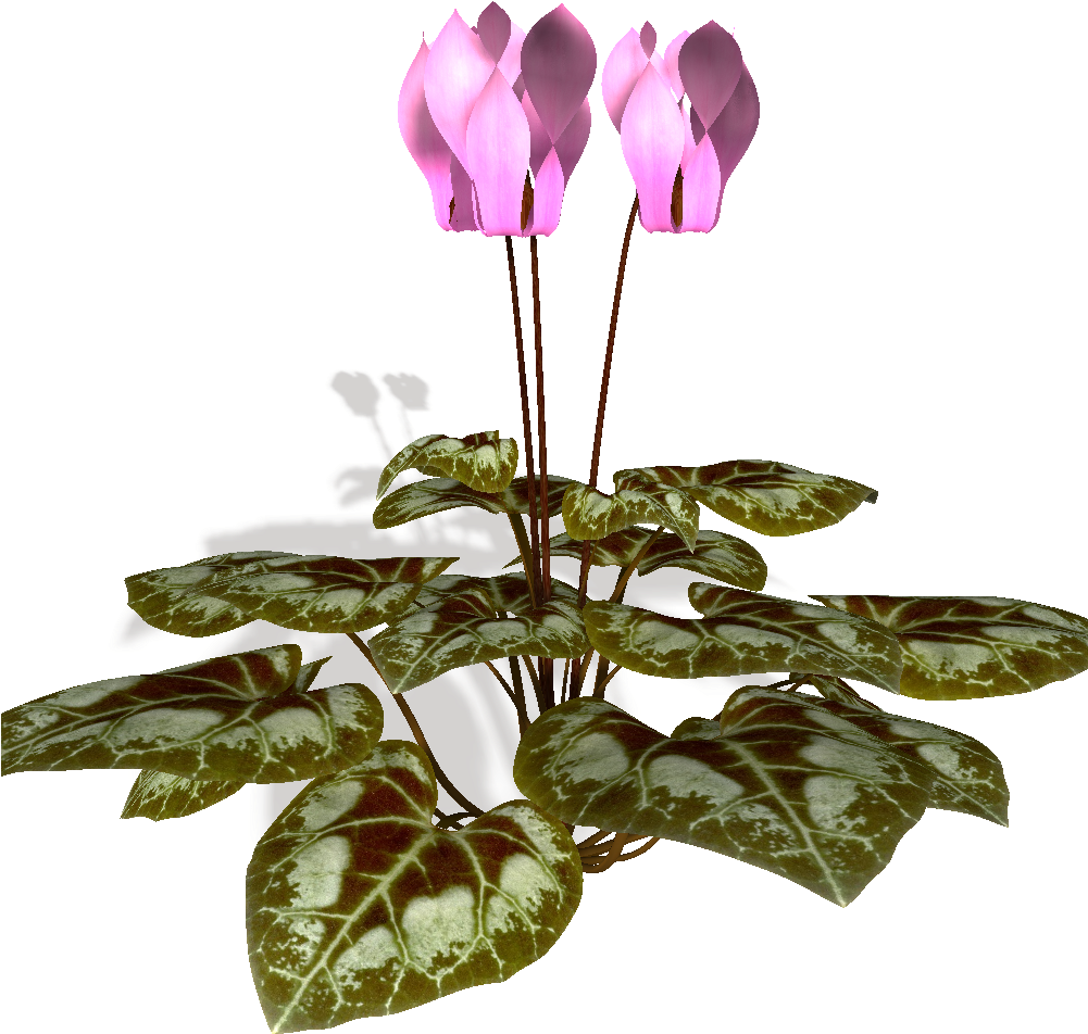 Cyclamen Plante - Autodesk 3ds Max (1000x1020)