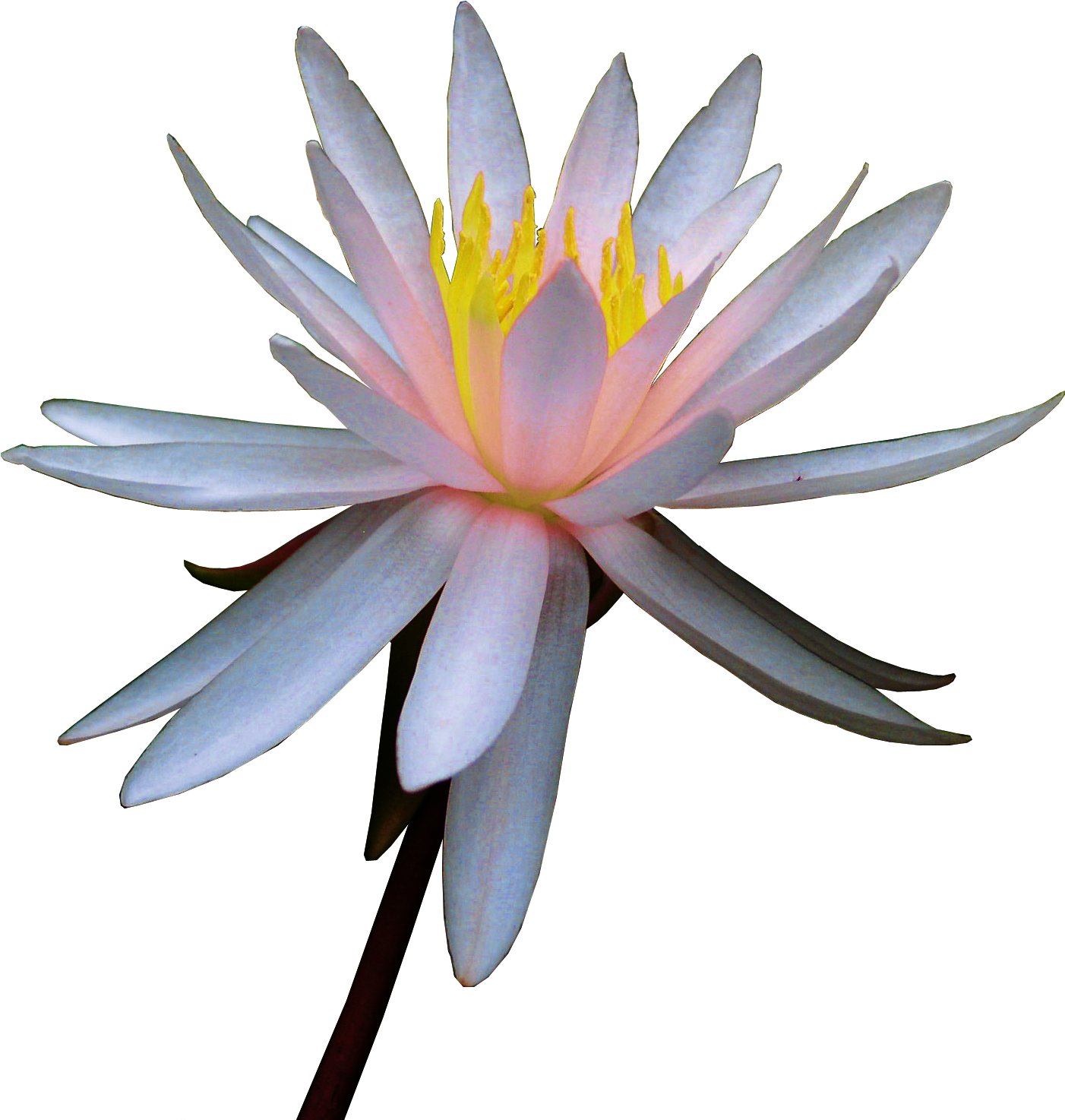 Картинки По Запросу Лотос - Lily White Flower Watercolor (1559x1559)