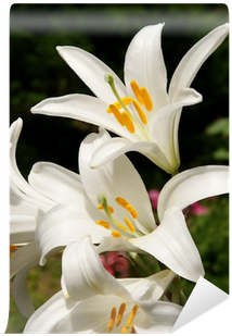 California Fawn Lily (400x400)