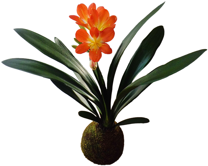 Kokedama Clivia - Garden (713x576)