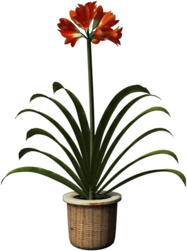 Partager - - Bromelia (388x497)
