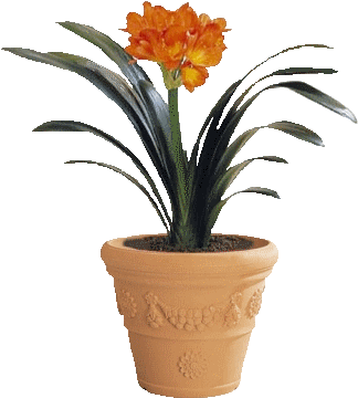 To Najdôležitejšie O Rastlinách A Teplote - Clivia Miniata (350x380)