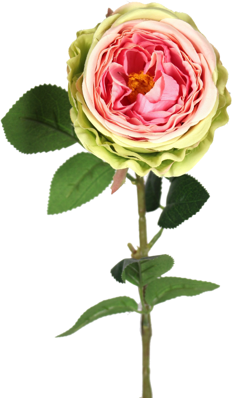 Green Pink Garden Rose - Rose (771x1301)