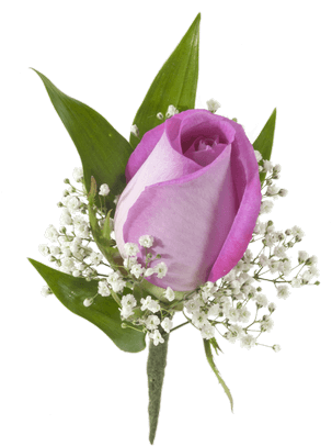 Pink Rose Boutonniere - Garden Roses (500x611)