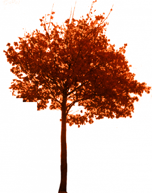 Orangey1 - Plane-tree Family (500x634)