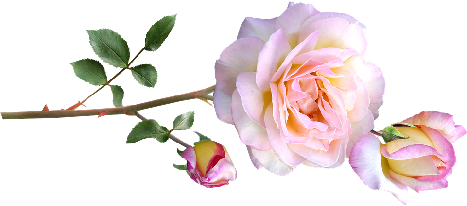 Peace Rose, Stem, Flowers - Rose (960x444)