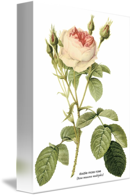 Redoute Botanical Illustration (433x650)