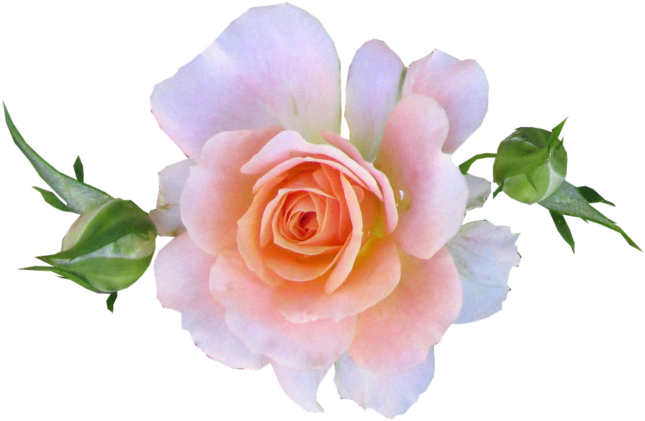Pink, Mini, Rose - Bonbon-16. Rosen-geburtstag Personalisiert Papierserviette (960x638)
