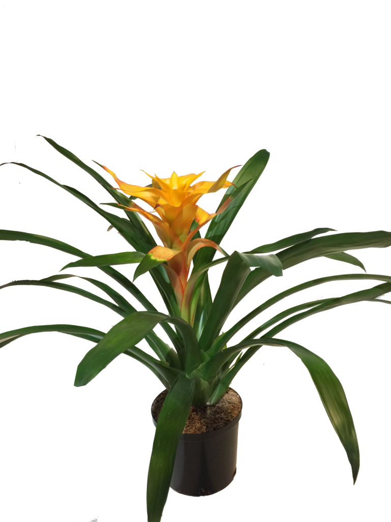 Guzmania Samba - Bromelia (768x1024)